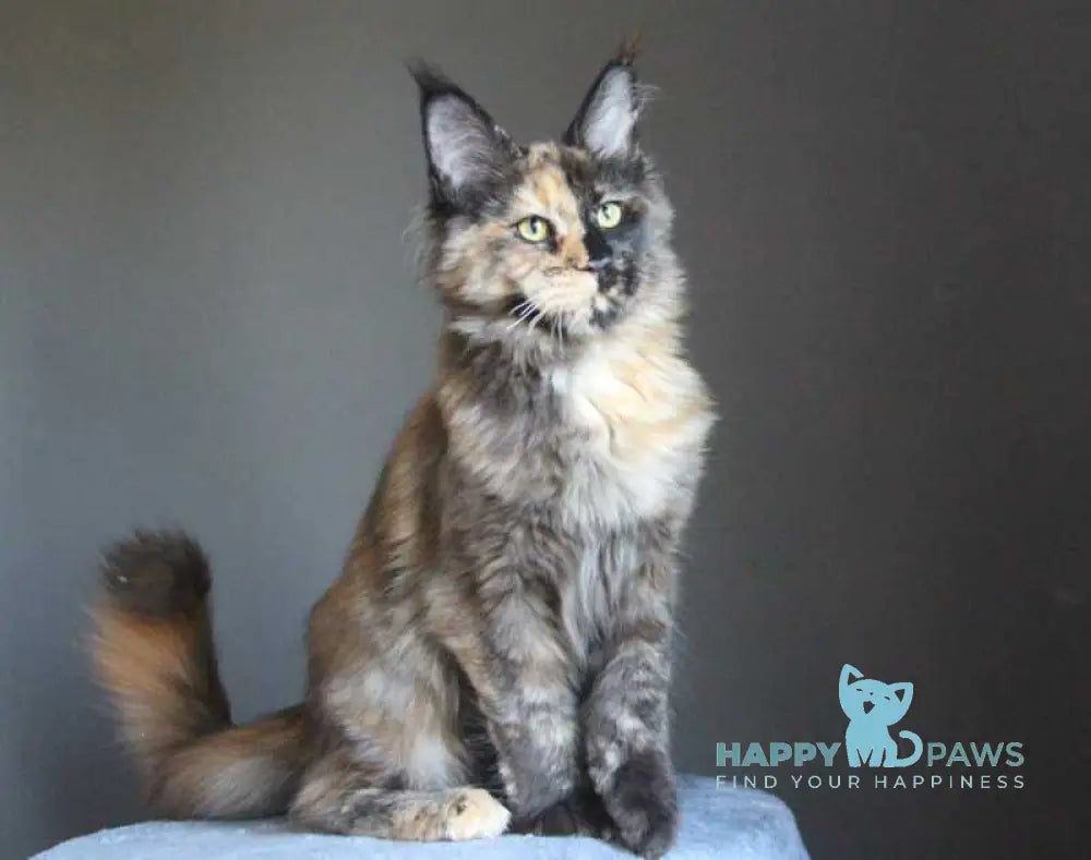 Shanya Maine Coon female black tortie silver live animals