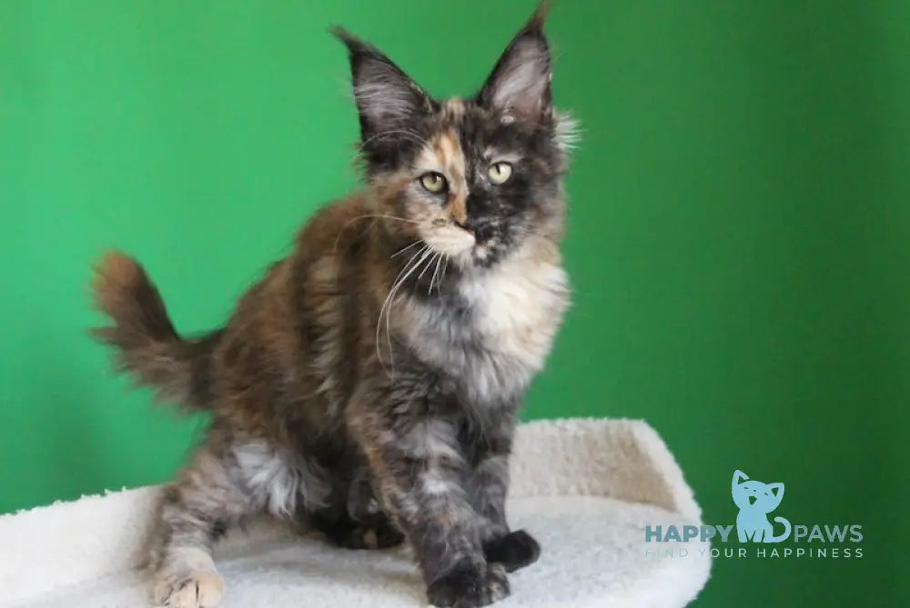 Shanya Maine Coon female balck tortie silver live animals