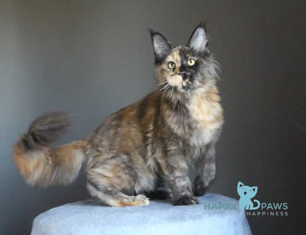Shanya Maine Coon female black tortie silver live animals