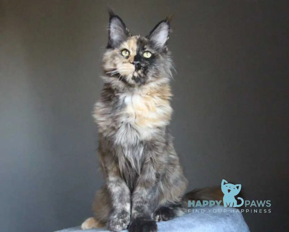 Shanya Maine Coon female black tortie silver live animals