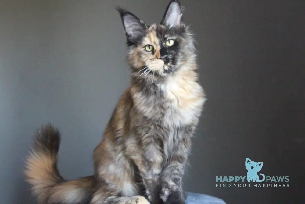 Shanya Maine Coon female black tortie silver live animals