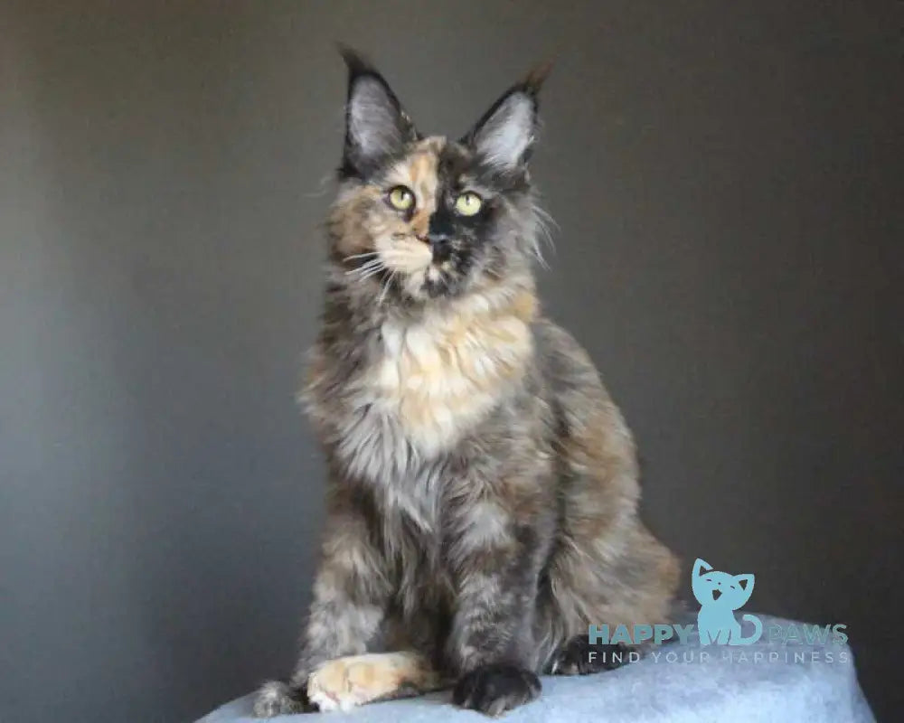 Shanya Maine Coon female black tortie silver live animals