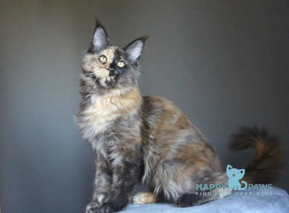 Shanya Maine Coon female black tortie silver live animals
