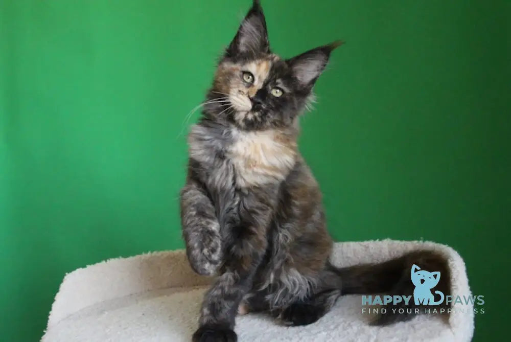Shanya Maine Coon female balck tortie silver live animals