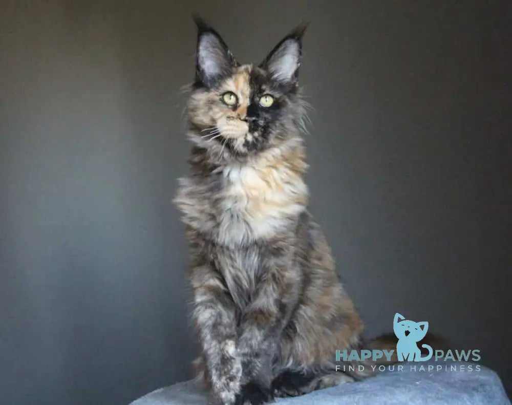 Shanya Maine Coon female black tortie silver live animals