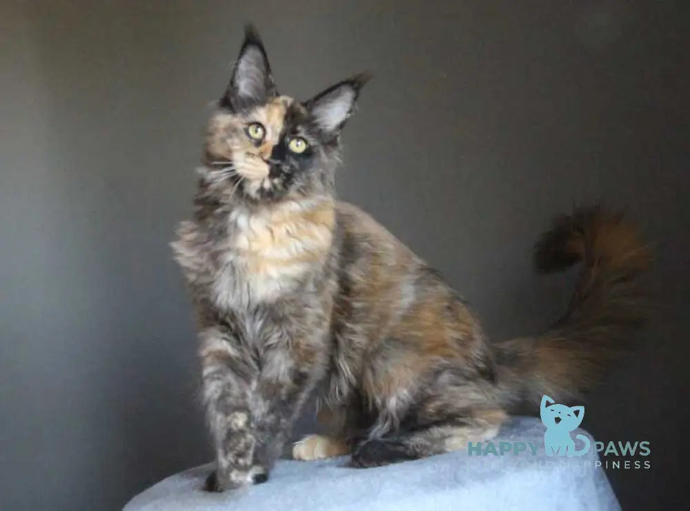 Shanya Maine Coon female black tortie silver live animals
