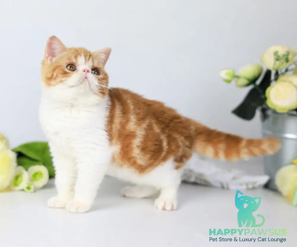 Sharan Exotic male red bicolour tabby - live animals
