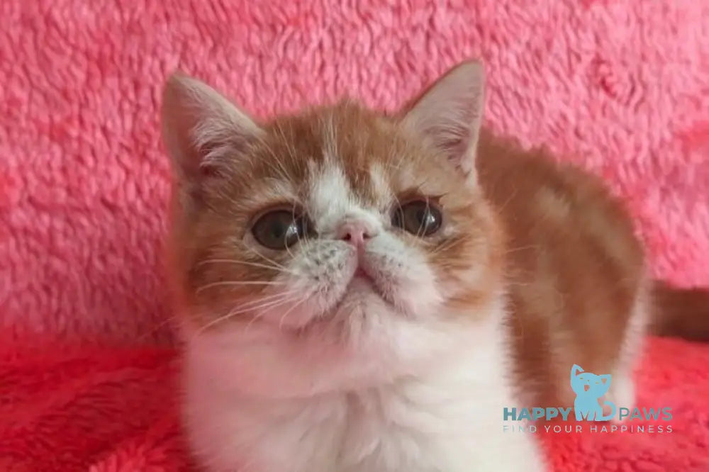 Sharan Exotic male red bicolour tabby live animals