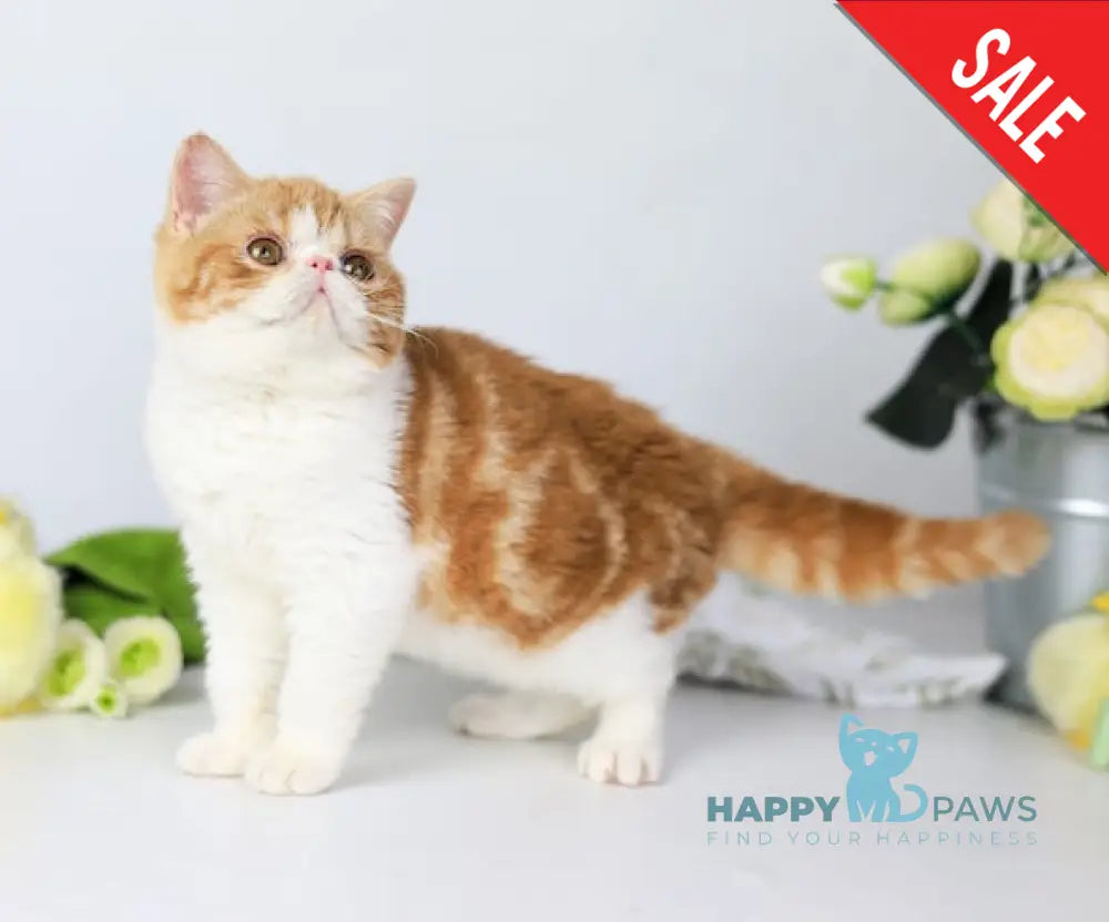 Sharan Exotic male red bicolour tabby - live animals
