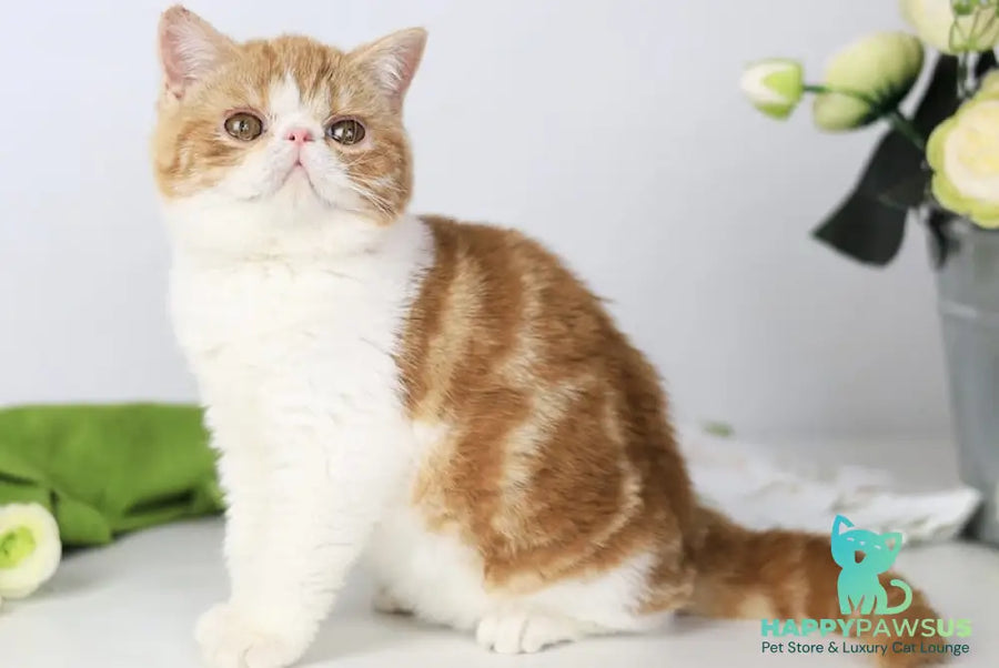 Sharan Exotic male red bicolour tabby - live animals