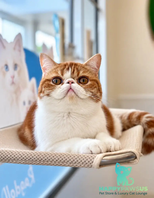 Sharan Exotic male red bicolour tabby - live animals