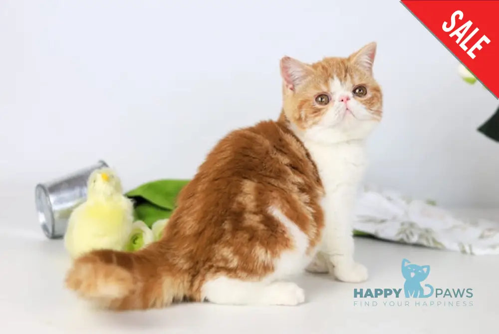 Sharan Exotic male red bicolour tabby - live animals