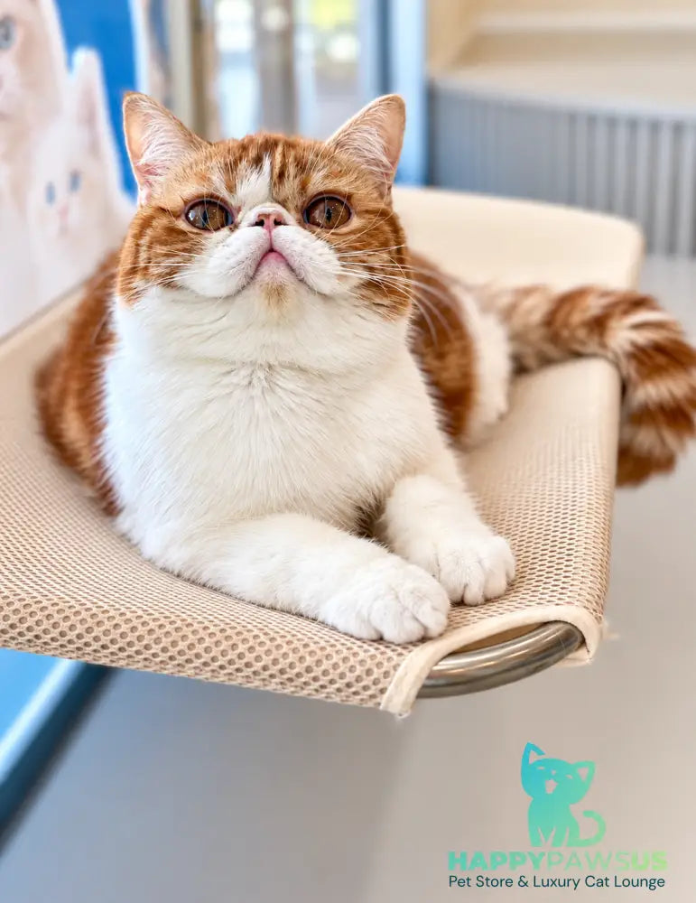 Sharan Exotic male red bicolour tabby - live animals