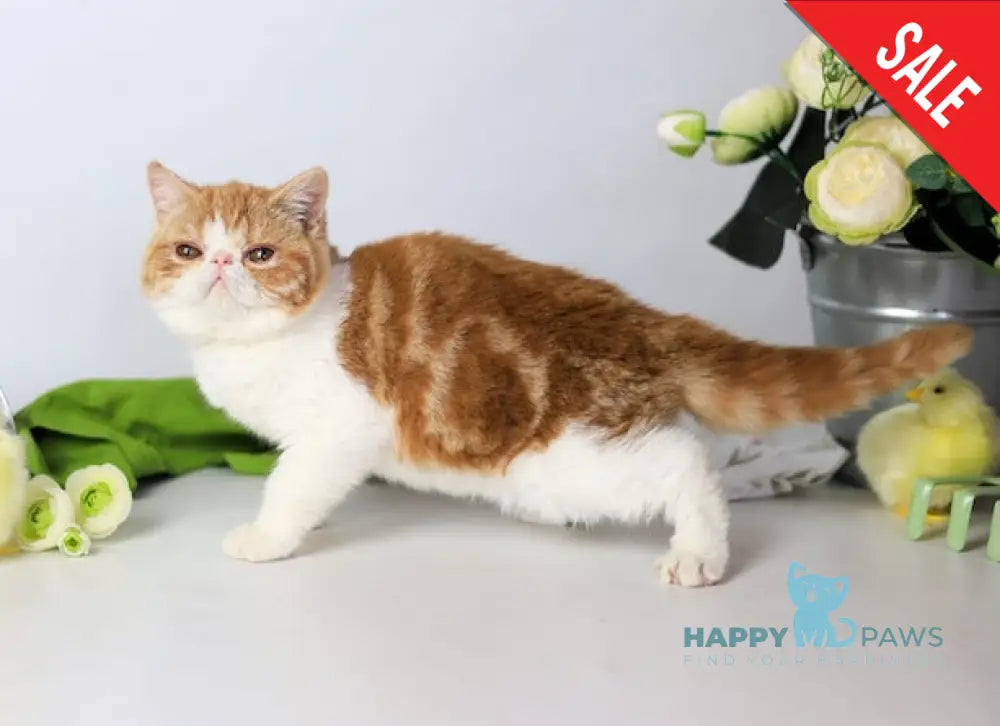 Sharan Exotic male red bicolour tabby - live animals