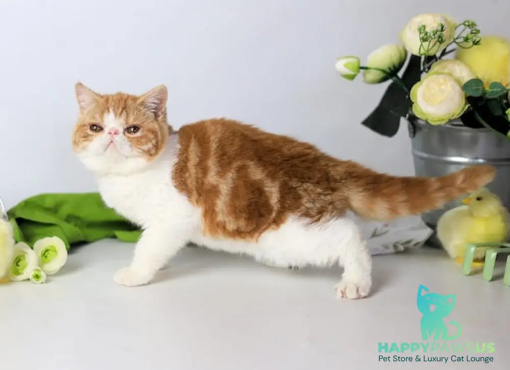 Sharan Exotic male red bicolour tabby - live animals