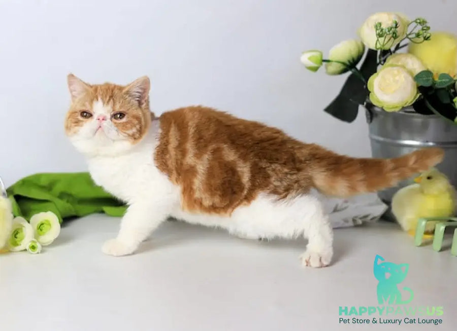 Sharan Exotic male red bicolour tabby - live animals