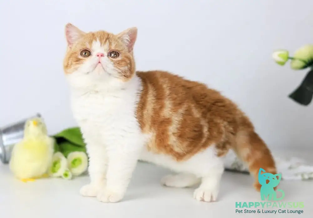 Sharan Exotic male red bicolour tabby - live animals