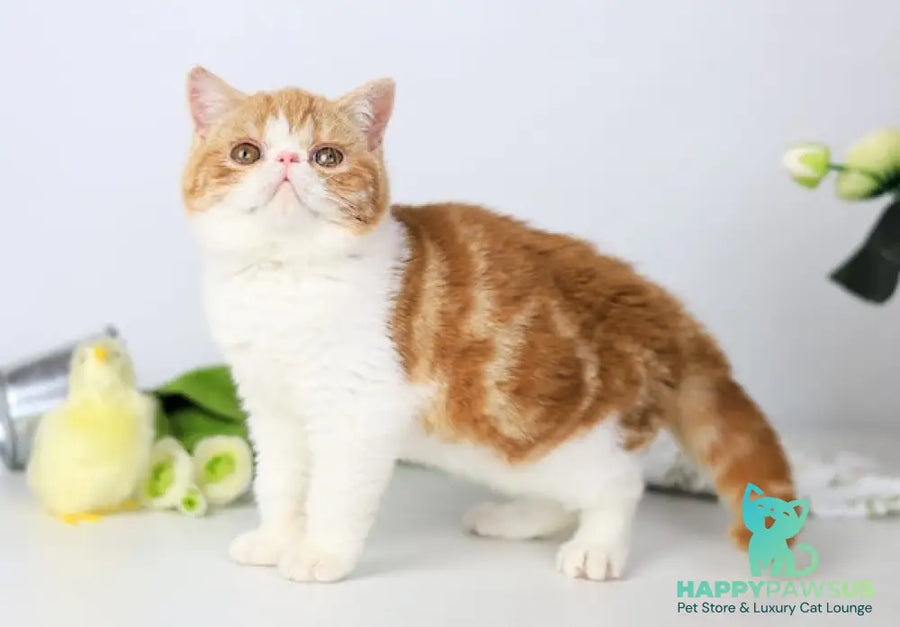 Sharan Exotic male red bicolour tabby - live animals