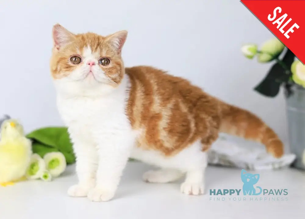 Sharan Exotic male red bicolour tabby - live animals