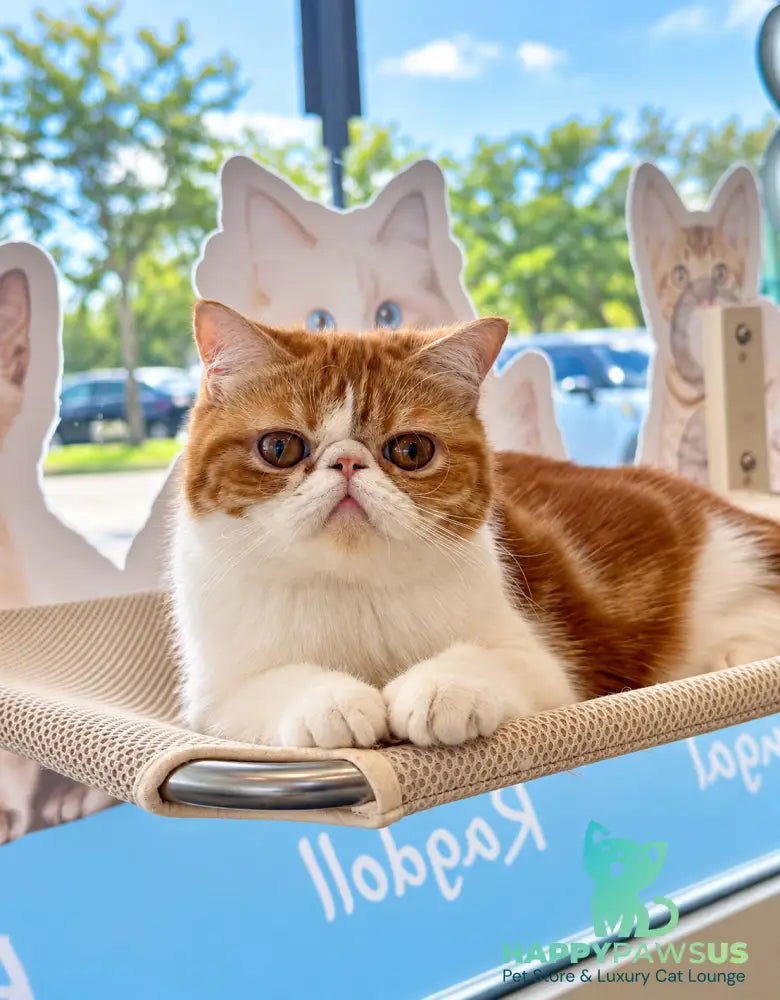 Sharan Exotic male red bicolour tabby - live animals