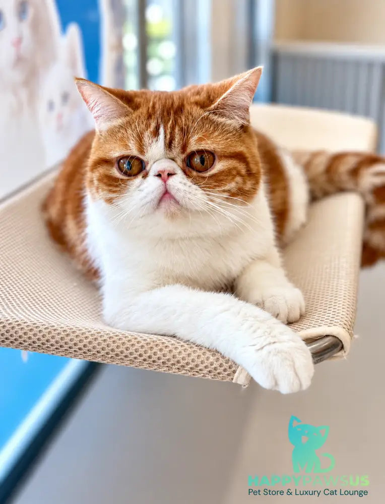 Sharan Exotic male red bicolour tabby - live animals