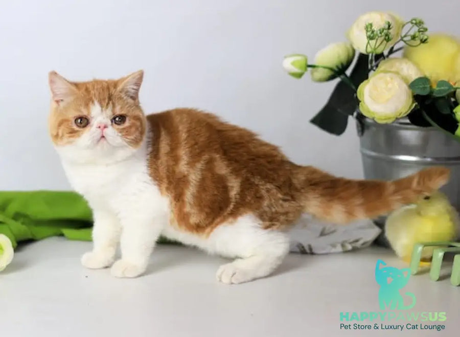 Sharan Exotic male red bicolour tabby - live animals