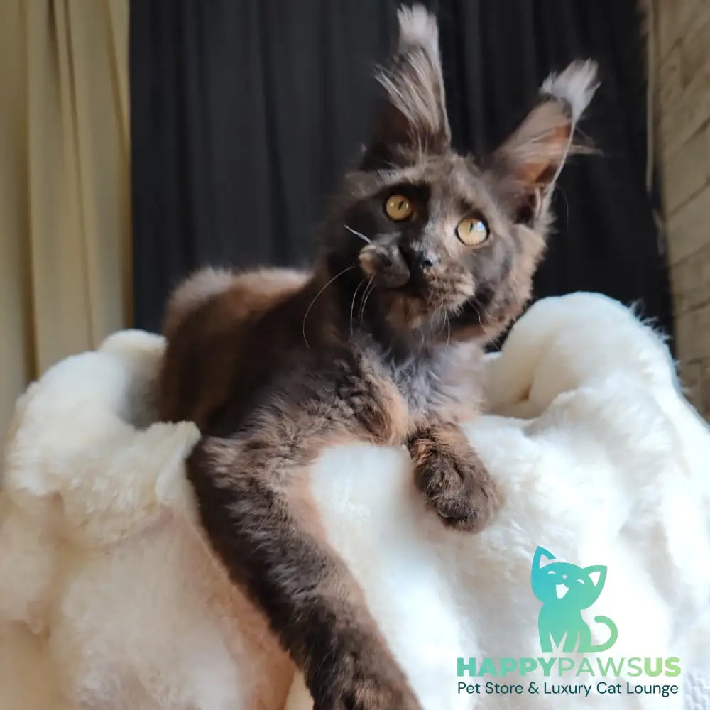 Sharhan Maine Coon male black silver - live animals