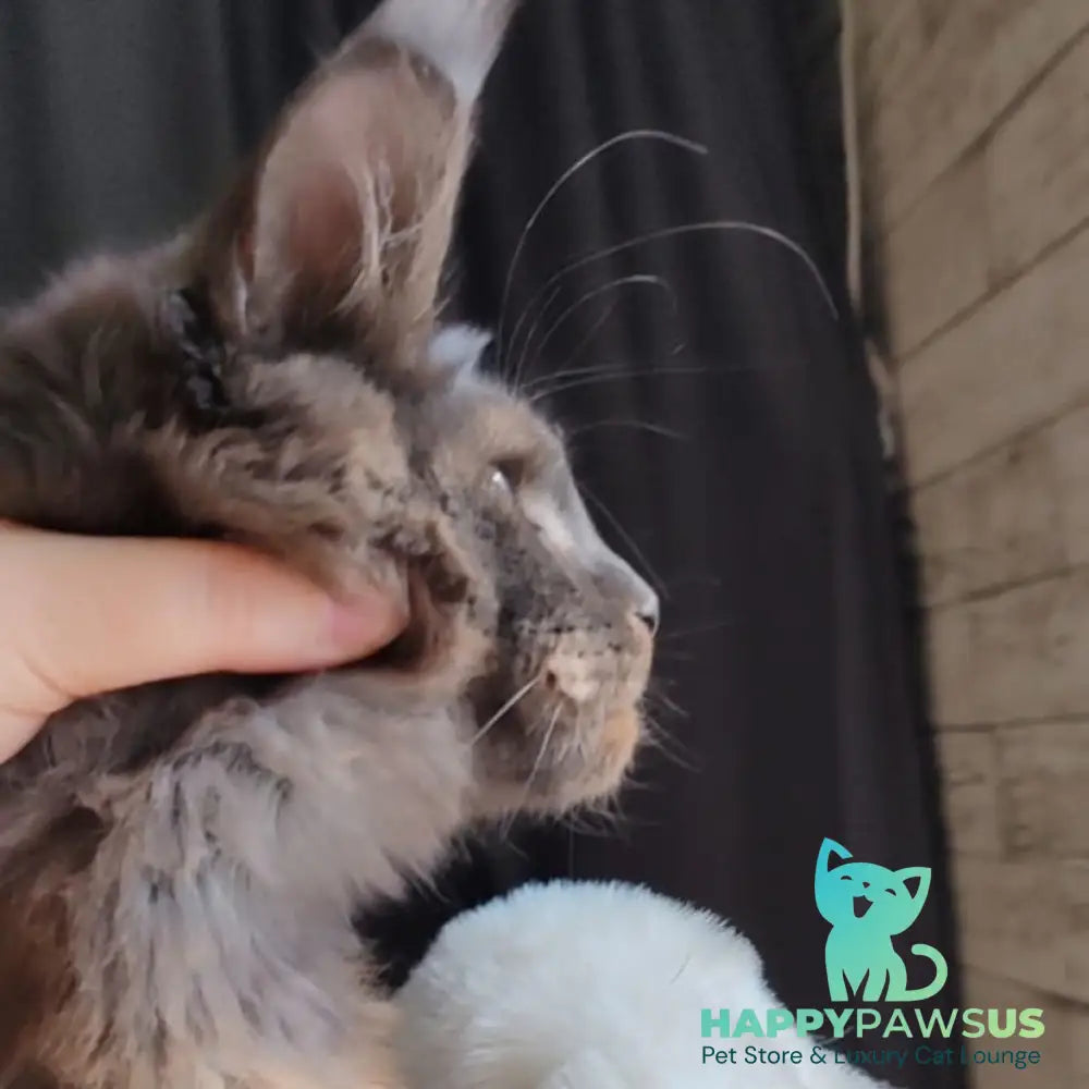 Sharhan Maine Coon male black silver - live animals