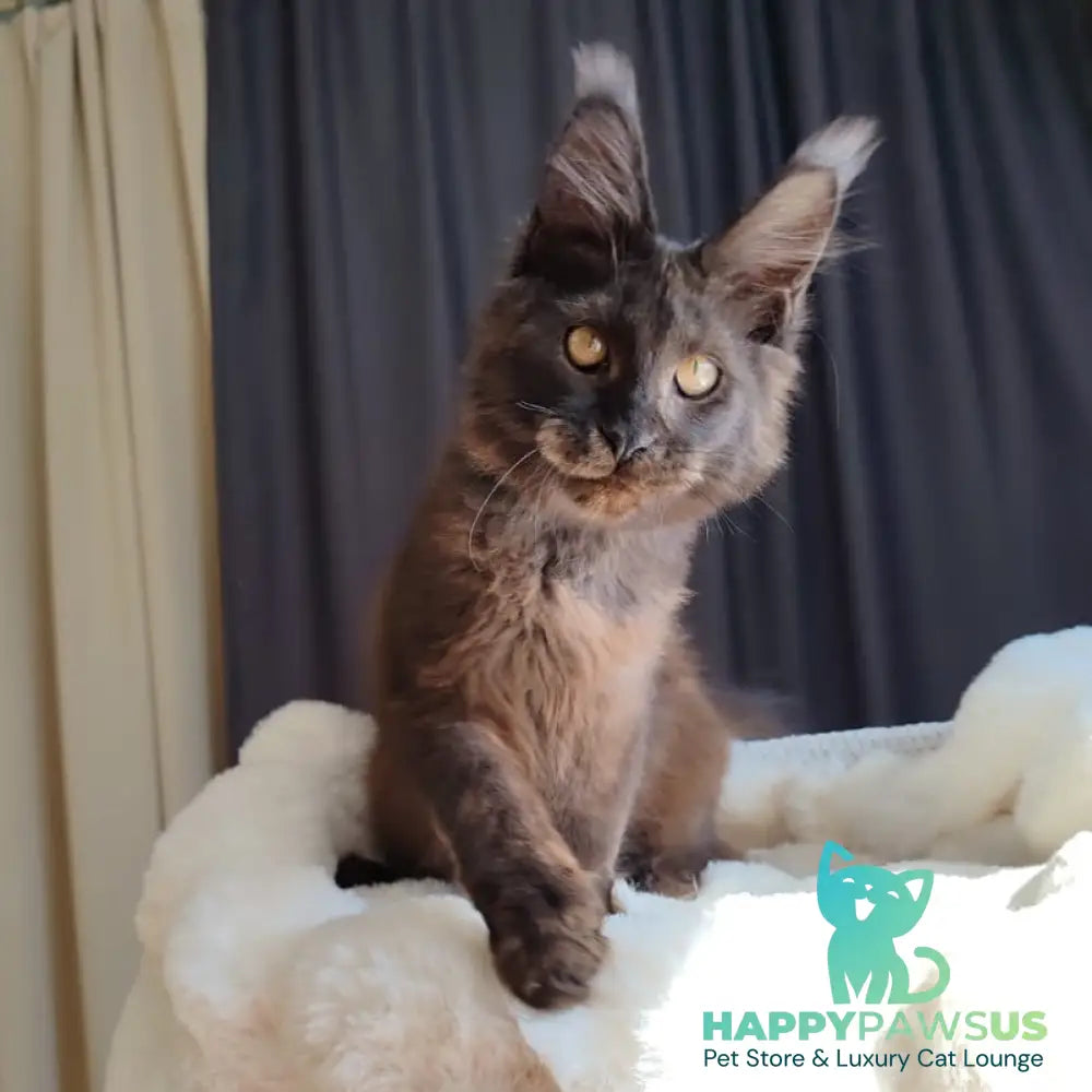 Sharhan Maine Coon male black silver - live animals