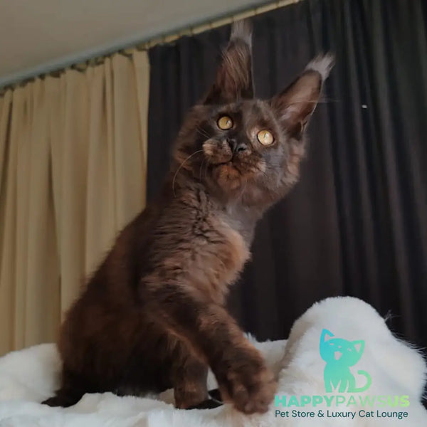 Sharhan Maine Coon male black silver - live animals