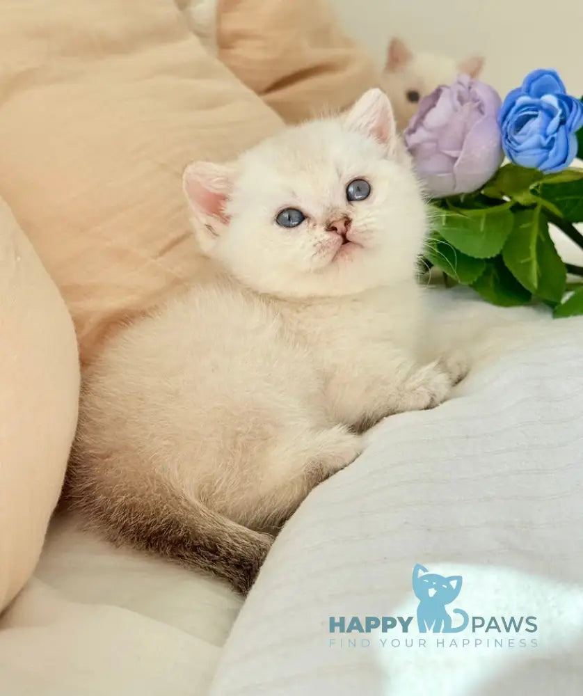 Sharlot Munchkin male golden pointed live animals