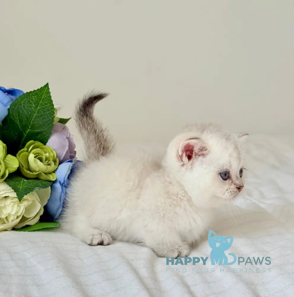 Sharlot Munchkin male golden pointed live animals