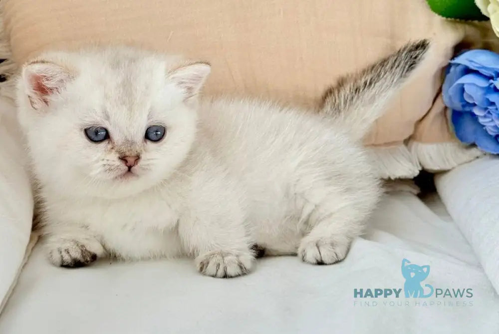Sharlot Munchkin male golden pointed live animals