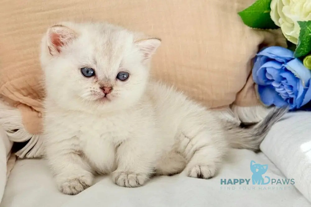 Sharlot Munchkin male golden pointed live animals
