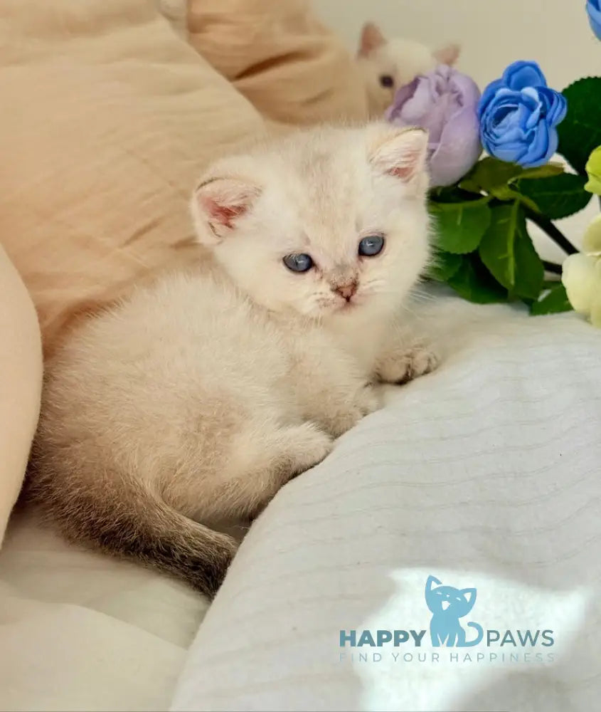 Sharlot Munchkin male golden pointed live animals