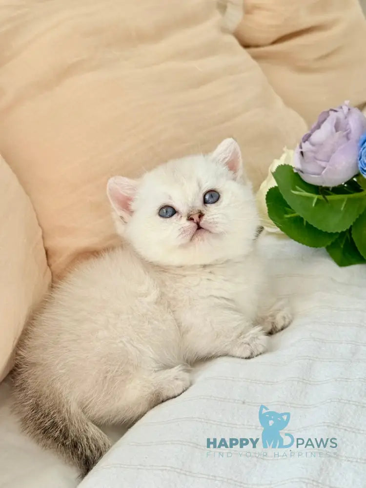 Sharlot Munchkin male golden pointed live animals