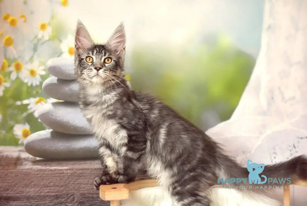 Sharon Maine Coon male black silver tabby live animals