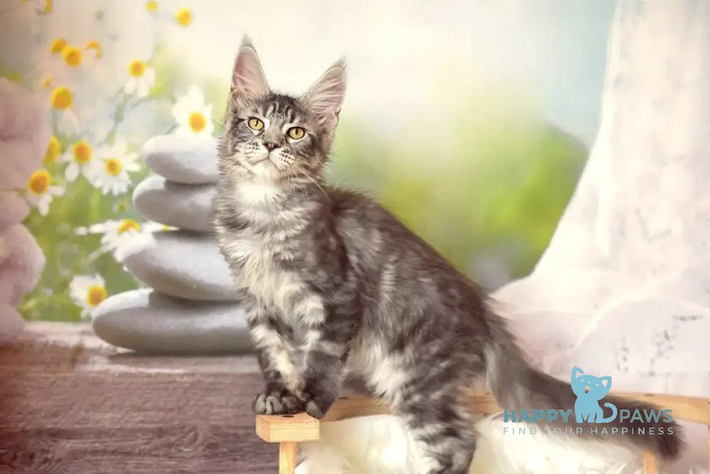 Sharon Maine Coon male black silver tabby live animals