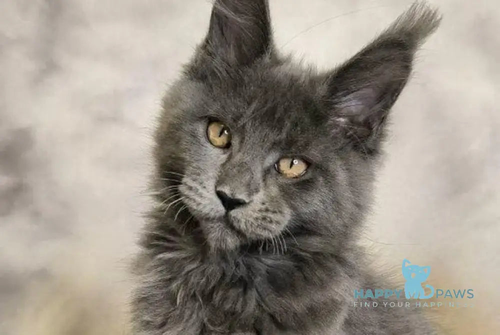 Sheila Maine Coon female blue silver live animals