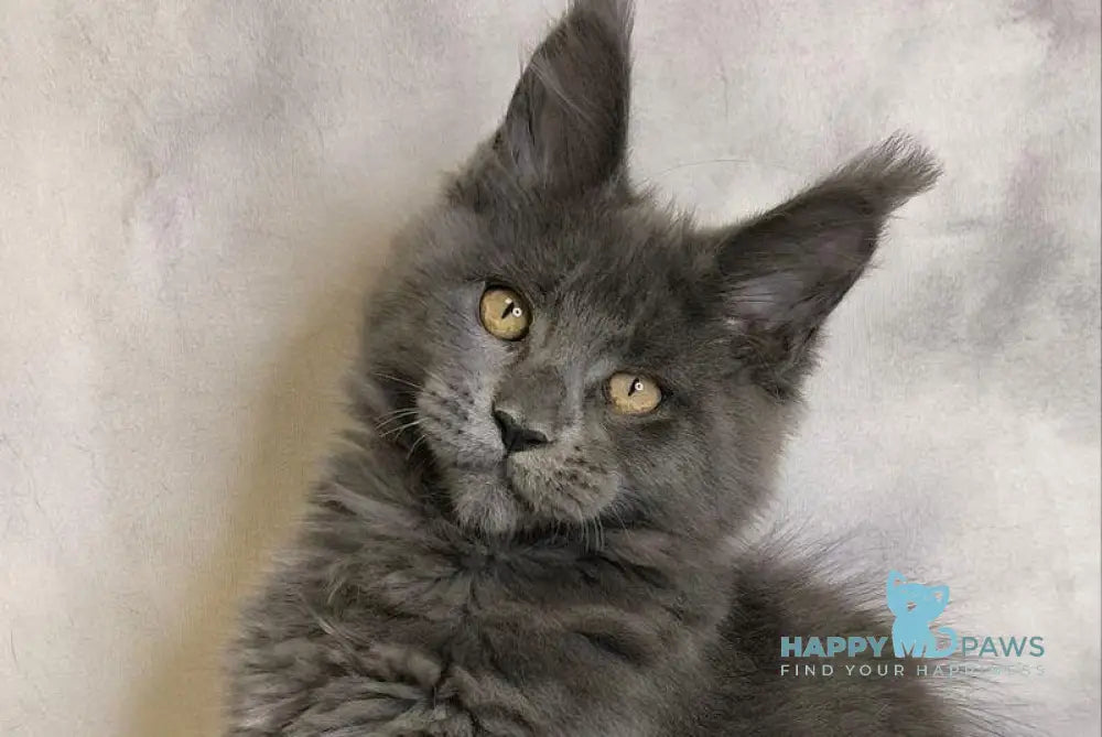Sheila Maine Coon female blue silver live animals