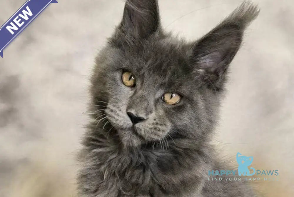 Sheila Maine Coon female blue silver live animals