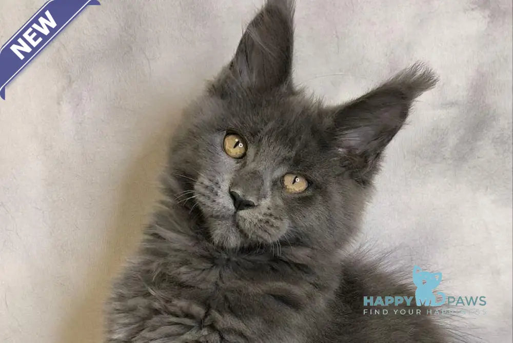 Sheila Maine Coon female blue silver live animals