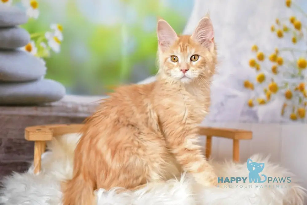 Sheila Maine Coon female red silver tabby live animals