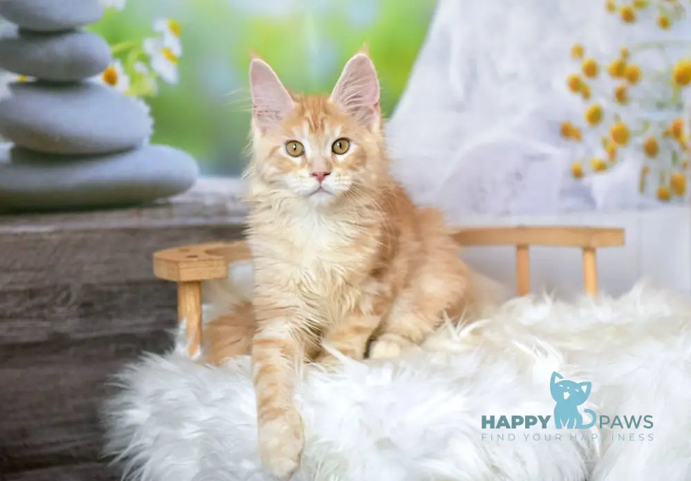 Sheila Maine Coon female red silver tabby live animals