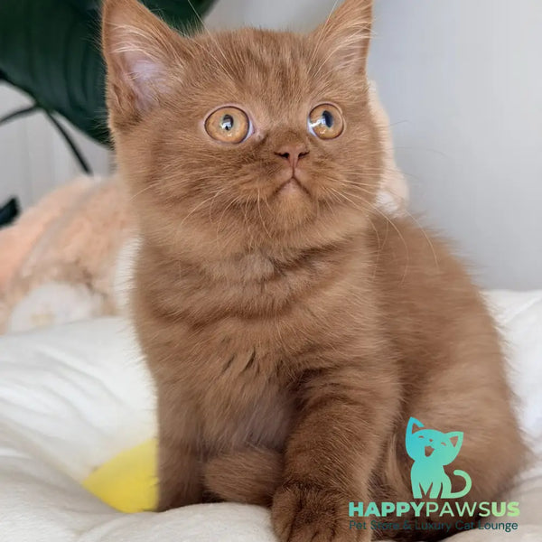 Shelbi British Shorthair female cinnamon - live animals