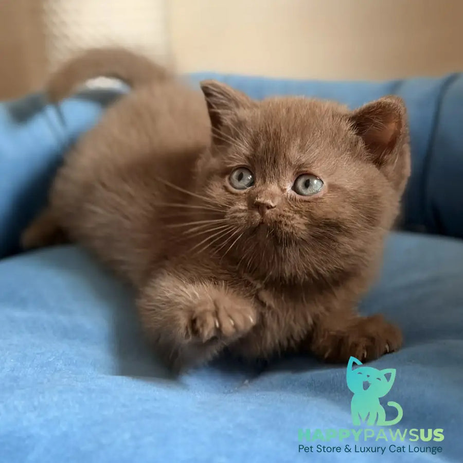 Shelby British Shorthair female chocolate - live animals