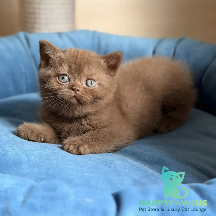 Shelby British Shorthair female chocolate - live animals