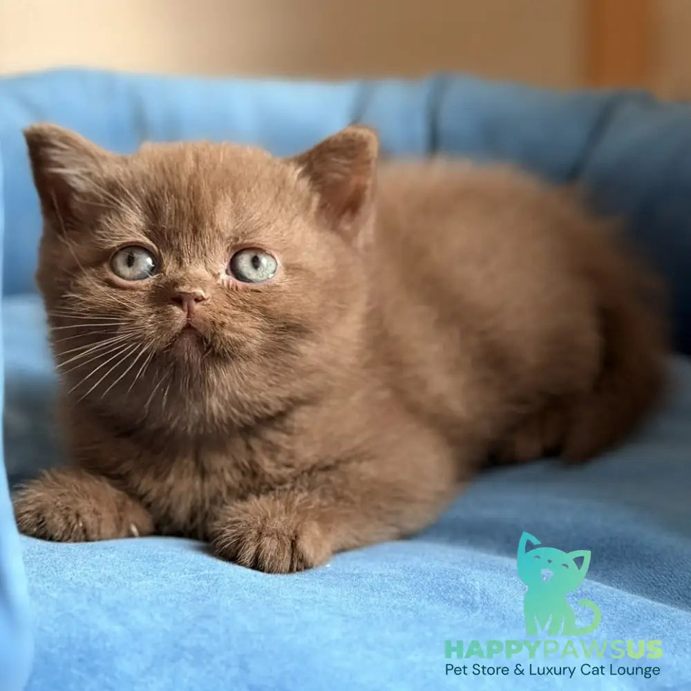 Shelby British Shorthair female chocolate - live animals