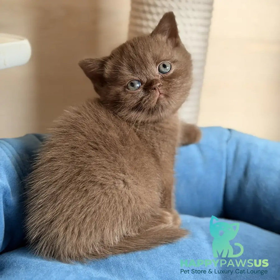 Shelby British Shorthair female chocolate - live animals