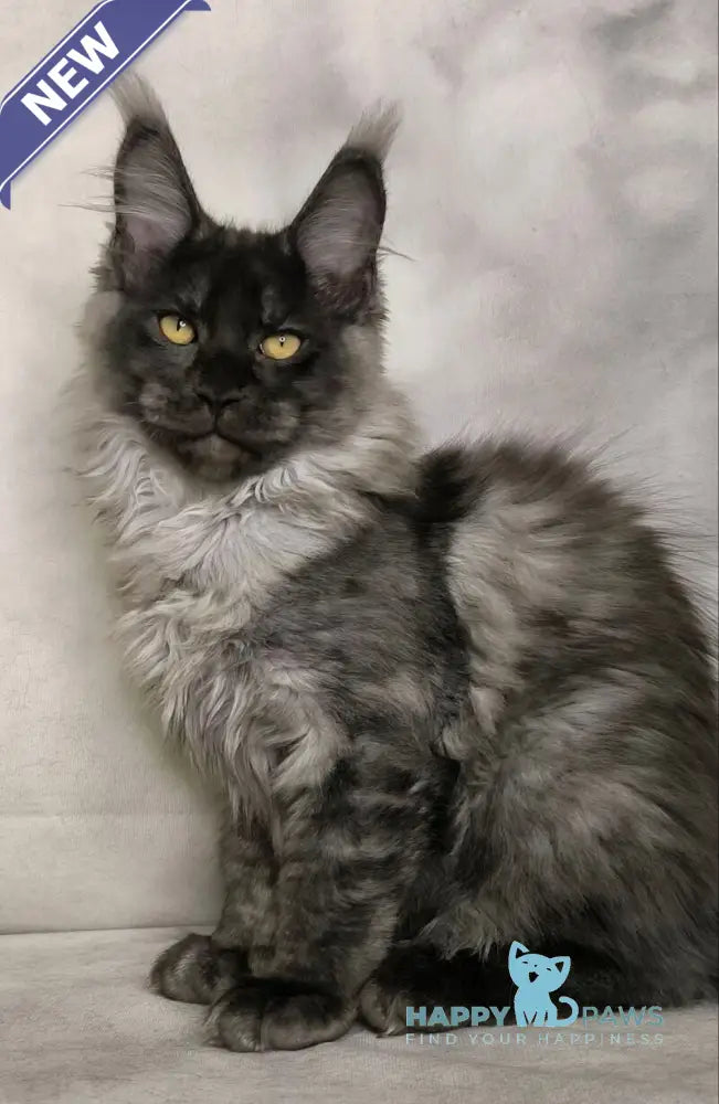 Sheldon Maine Coon male black silver live animals